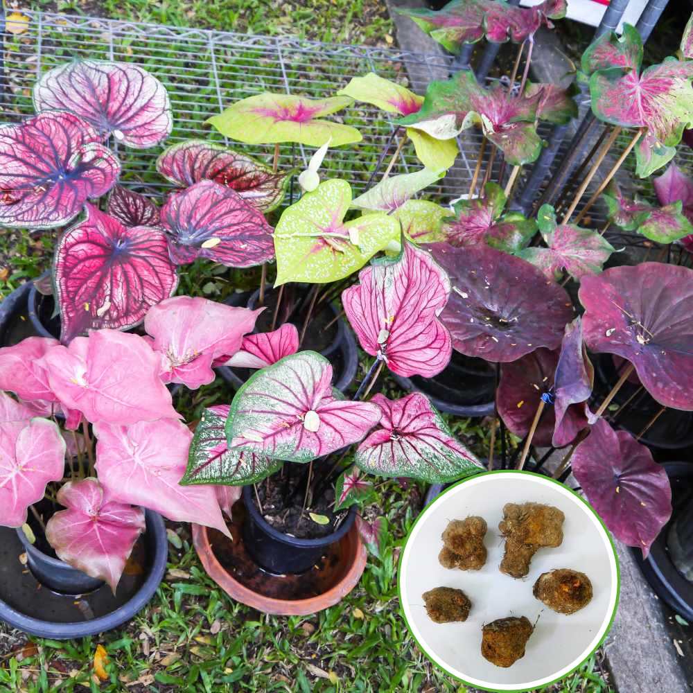 Caladium Mix Flower Bulbs (05N) Colorful Ornamental Plants For Indoor & Outdoor Gardening🌿✨ - Image 3
