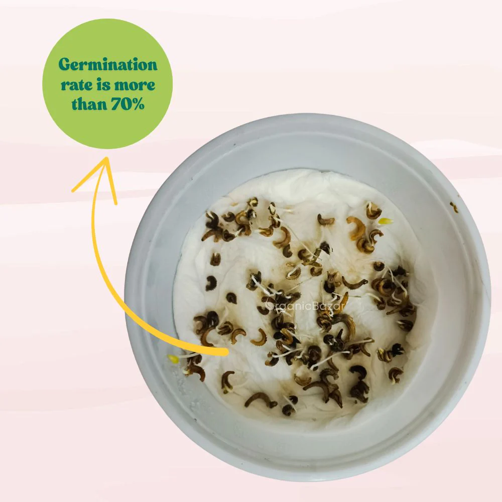 Calendula Creamy White Flower Seeds - 100 Seeds (Pot marigold/पॉट मैरीगोल्ड के बीज) - Image 4