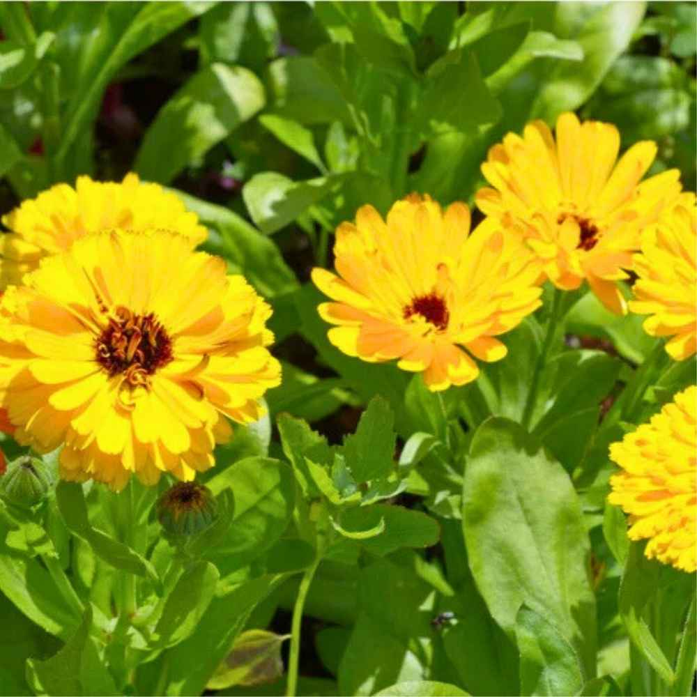 Calendula Officinalis Fiesta Gitana Yellow Seeds - 100 Seeds (Pot marigold/पॉट मैरीगोल्ड के बीज)  High germination/Easy To grow/ Perfect for pots, balconies, or Terrace gardens - Image 2
