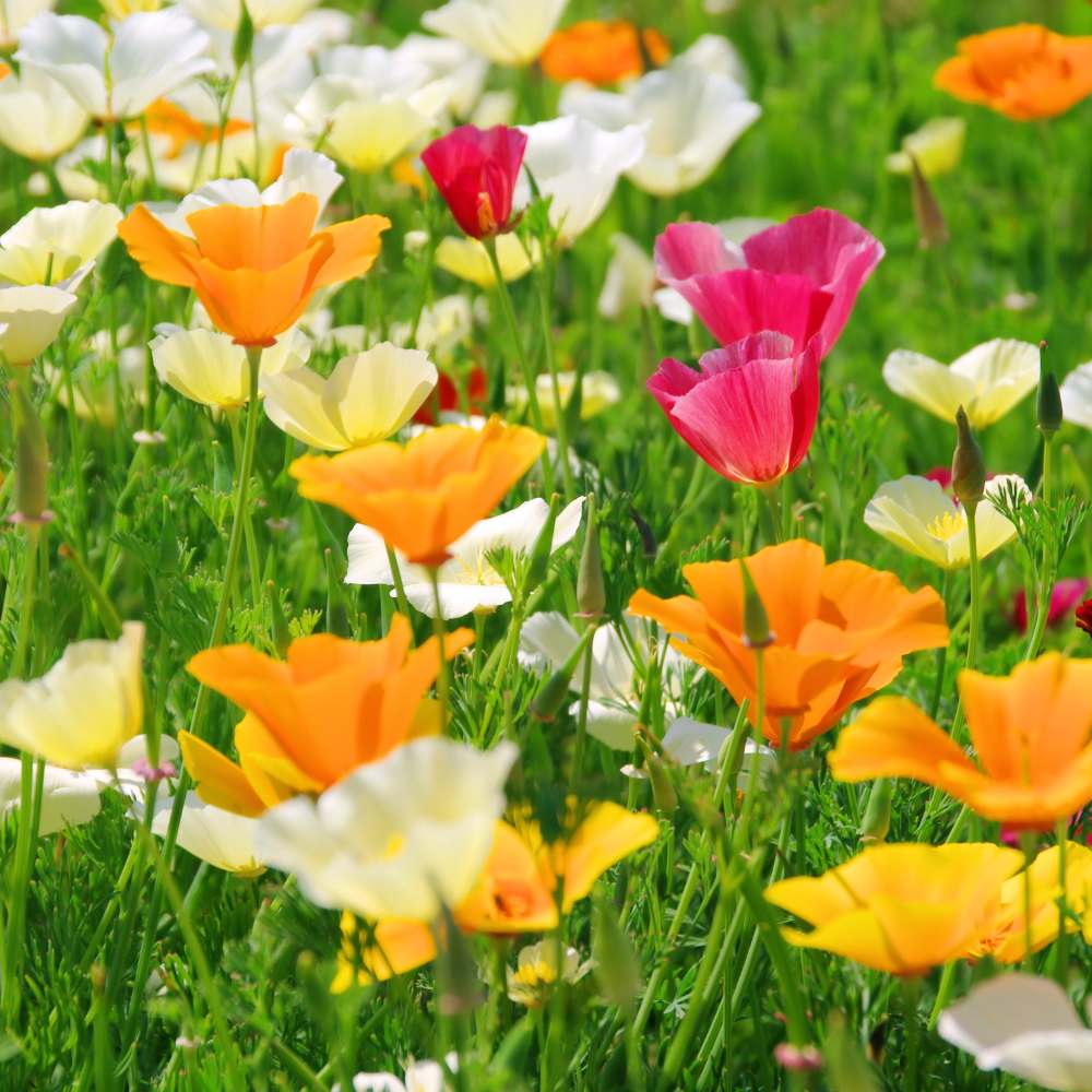 California Poppy Mix Seeds - 200 Seeds (Khus Khus/Posta/पोस्ता के फूल) - Image 2