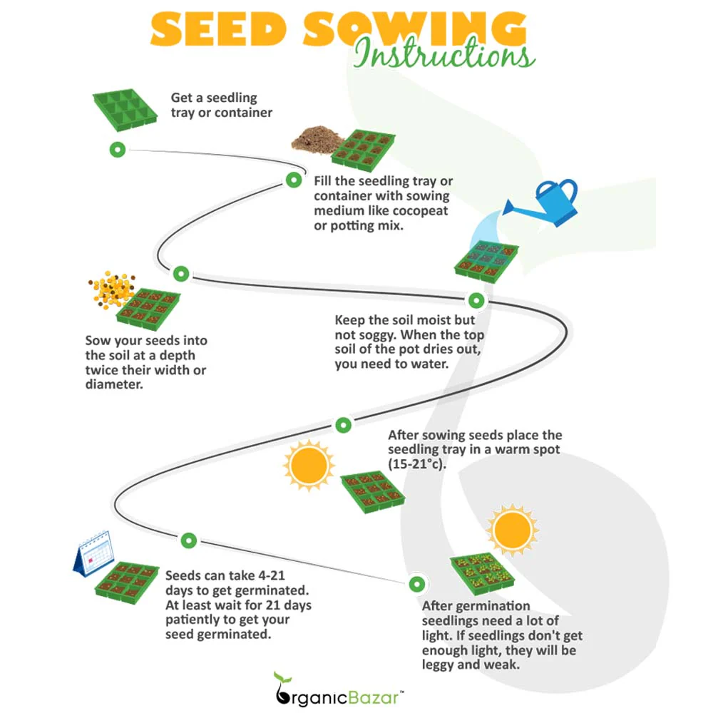 California Poppy White Seeds - 200 Seeds (Khus Khus/Posta/पोस्ता के फूल) - Image 5