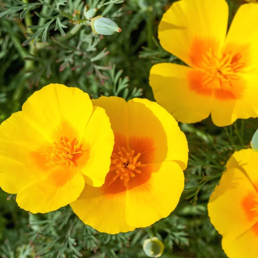 California Poppy Yellow Seeds - 200 Seeds (Khus Khus/Posta/पोस्ता के फूल) - Image 2