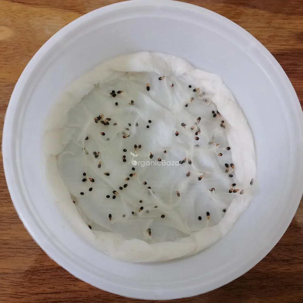 California Poppy Yellow Seeds - 200 Seeds (Khus Khus/Posta/पोस्ता के फूल) - Image 4
