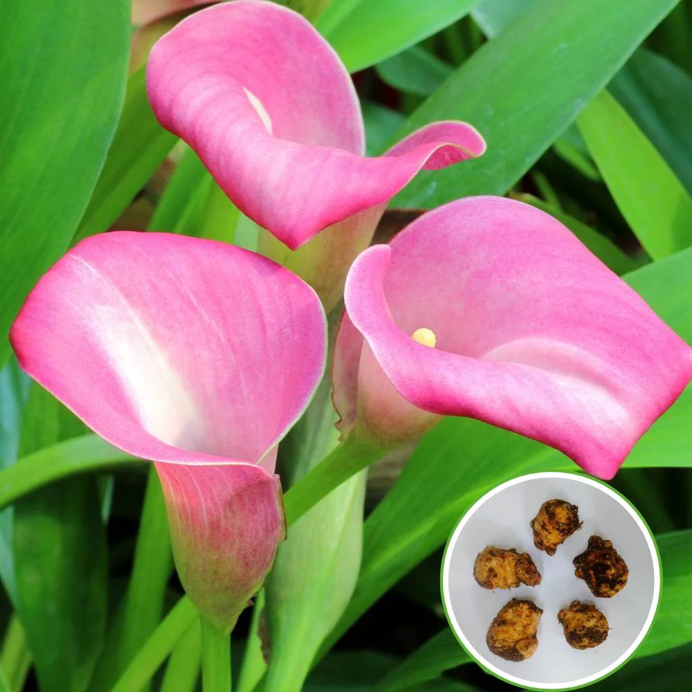 Calla Lily Pink Flower Bulbs - Image 2