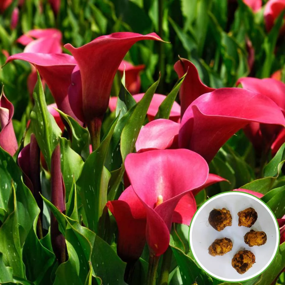 Calla Lily Red Flower Bulbs - Image 3
