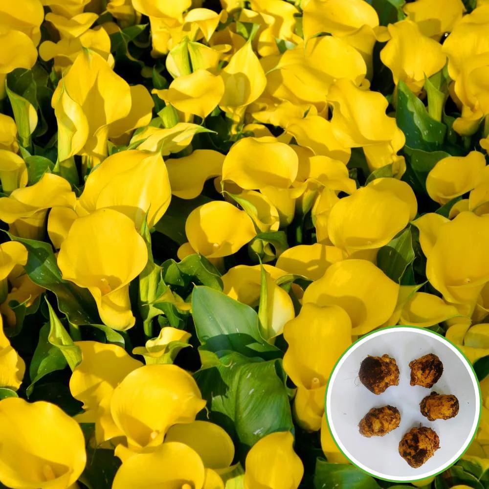 Calla Lily Yellow Flower Bulbs - Image 2