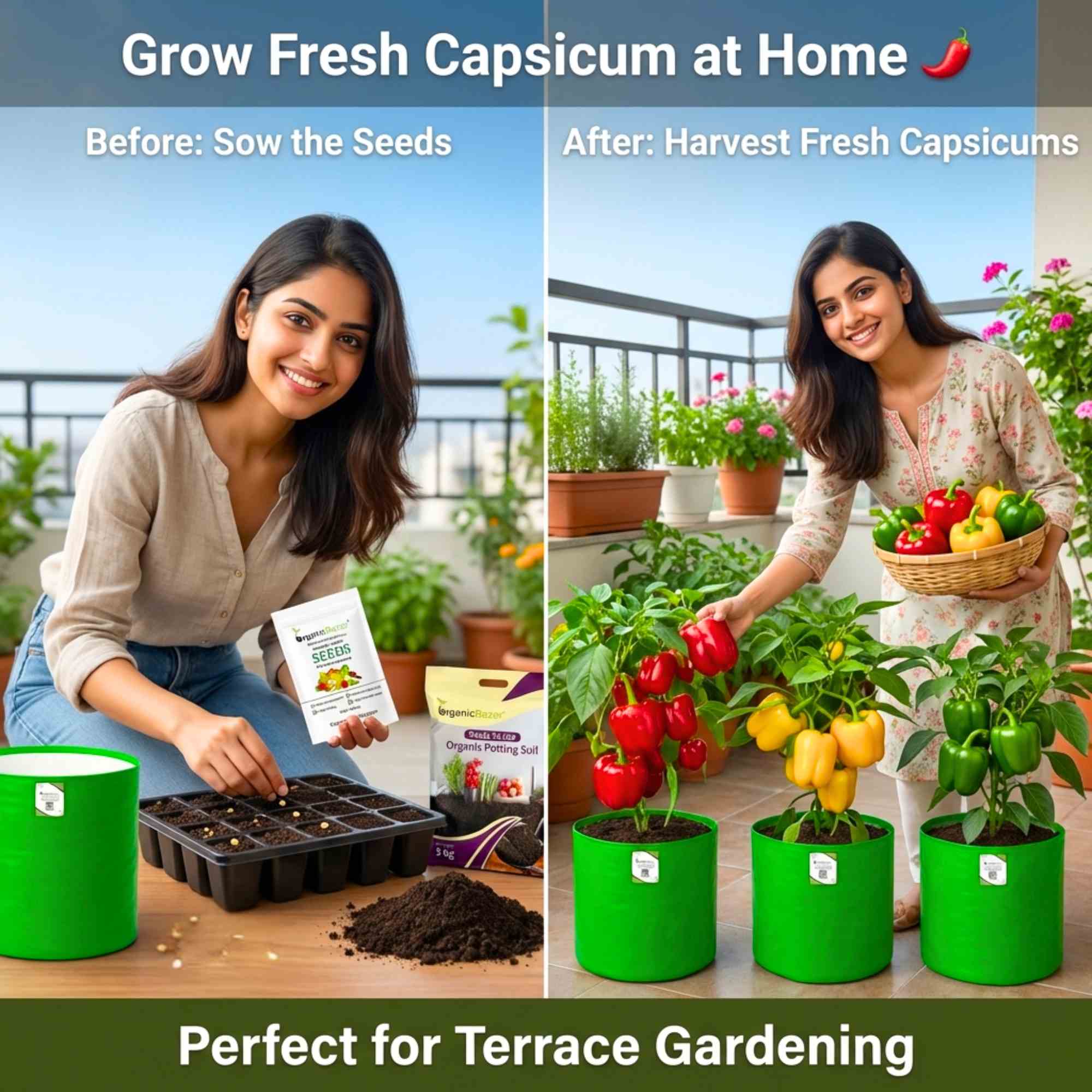 Capsicum-Bellpepper Mixed Color Seeds - (30 Seeds) High Yield | High Germination | Best for Home Gardens (Shimla Mirch/ शिमला मिर्च के बीज) - Image 2