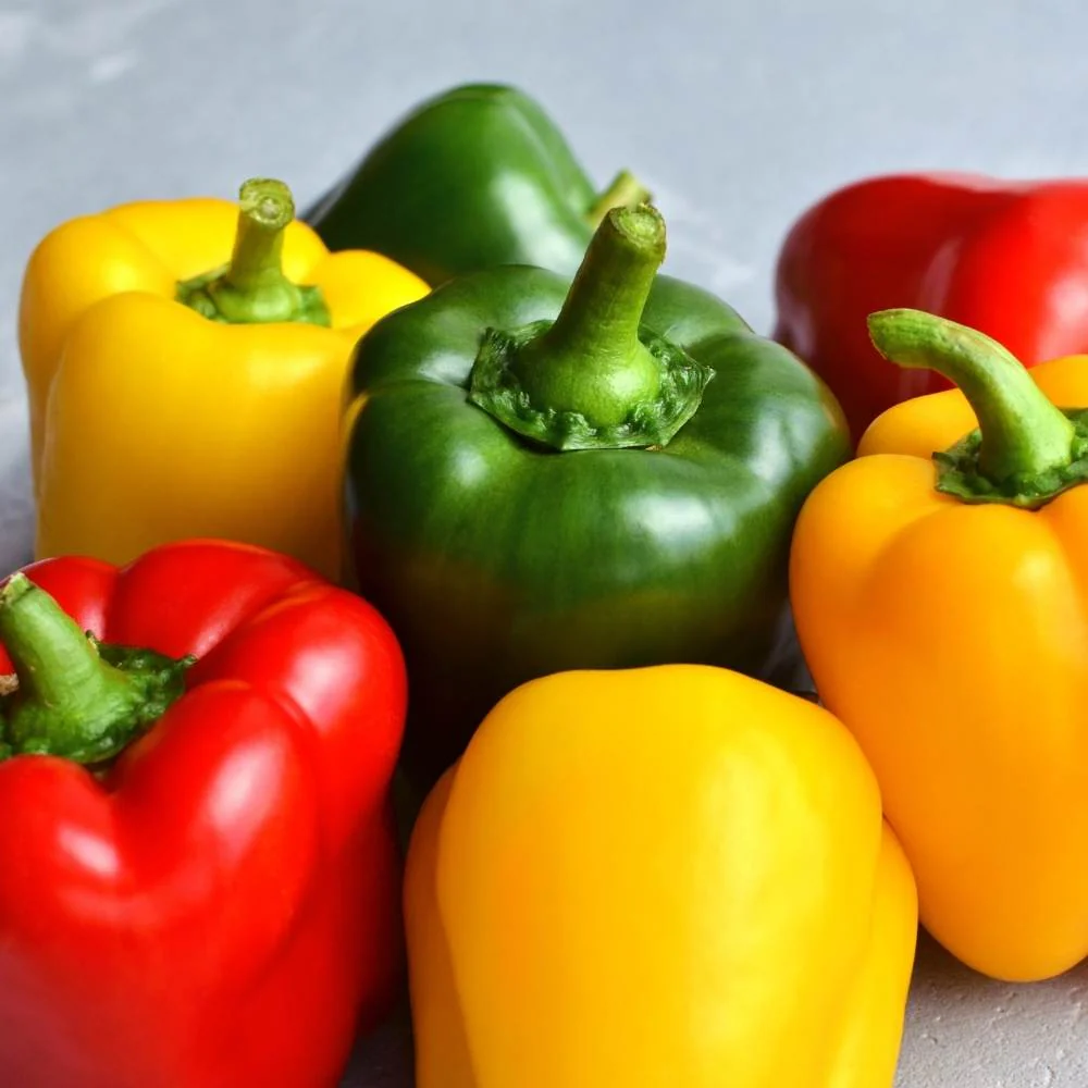 Capsicum-Bellpepper Mixed Color Seeds - (30 Seeds) High Yield | High Germination | Best for Home Gardens (Shimla Mirch/ शिमला मिर्च के बीज) - Image 3