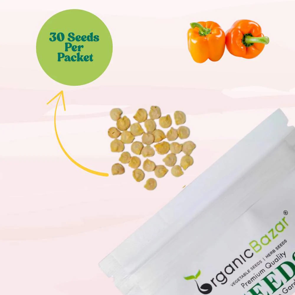 Capsicum Orange (OP) Seeds - (30 Seeds) High Yield/ High Germination Best for Home Gardens  (Naarangi Shimla Mirch/नारंगी शिमला मिर्च के बीज) - Image 3