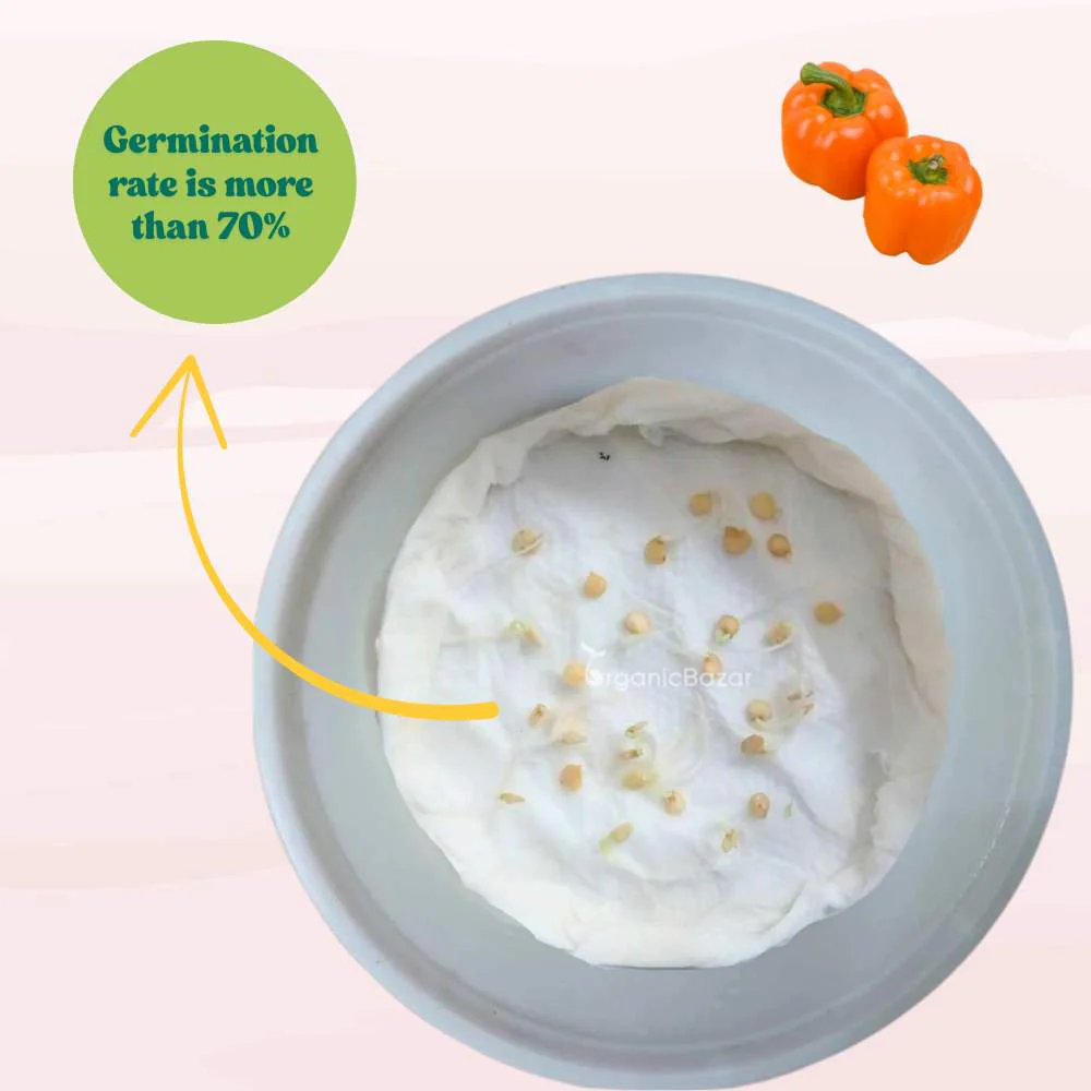 Capsicum Orange (OP) Seeds - (30 Seeds) High Yield/ High Germination Best for Home Gardens  (Naarangi Shimla Mirch/नारंगी शिमला मिर्च के बीज) - Image 4