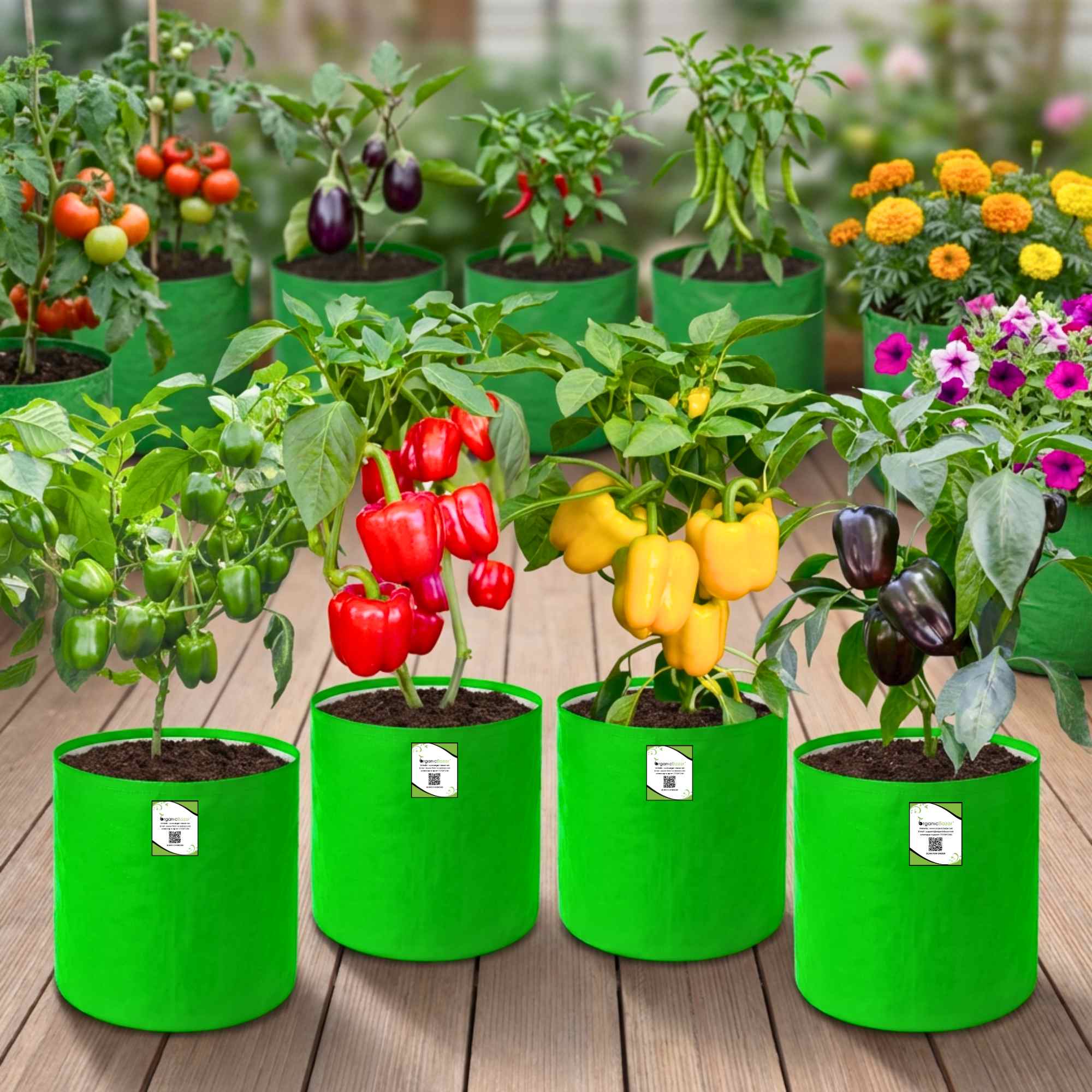 4 Different Color Capsicum Seeds Packet - Image 2