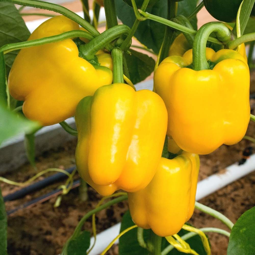 Capsicum Yellow (Pili Shimla Mirch) Seeds - (30 Seeds) High Yield | High Germination | Best for Home Gardens (पीली शिमला मिर्च के बीज) - Image 2