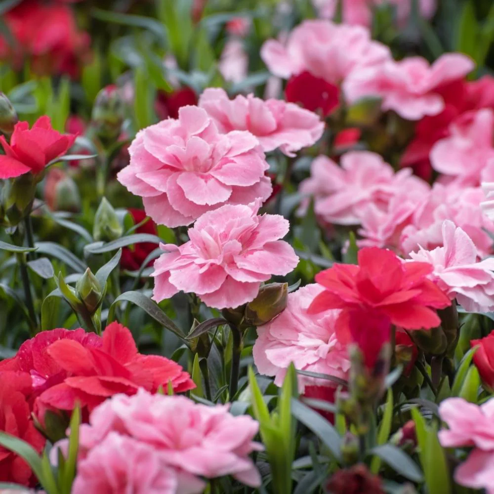 Carnation Mix Seeds (100 Seeds) High Germination/ Easy To grow/ Perfect for pots, balconies, or Terrace gardens - Image 4