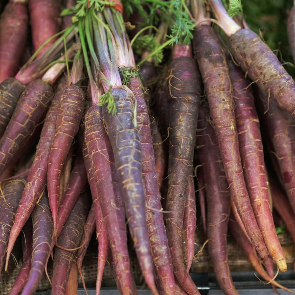 Carrot Black Wonder Seeds - 1000 Seeds (Black Gajar/ब्लैक गाजर के बीज) - Image 4