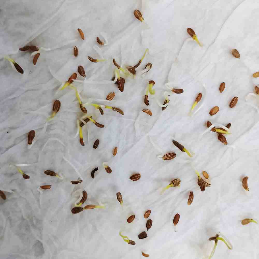 Carrot IMP Karuda Seeds - 1000 Seeds (Gajar/गाजर के बीज) - Image 4