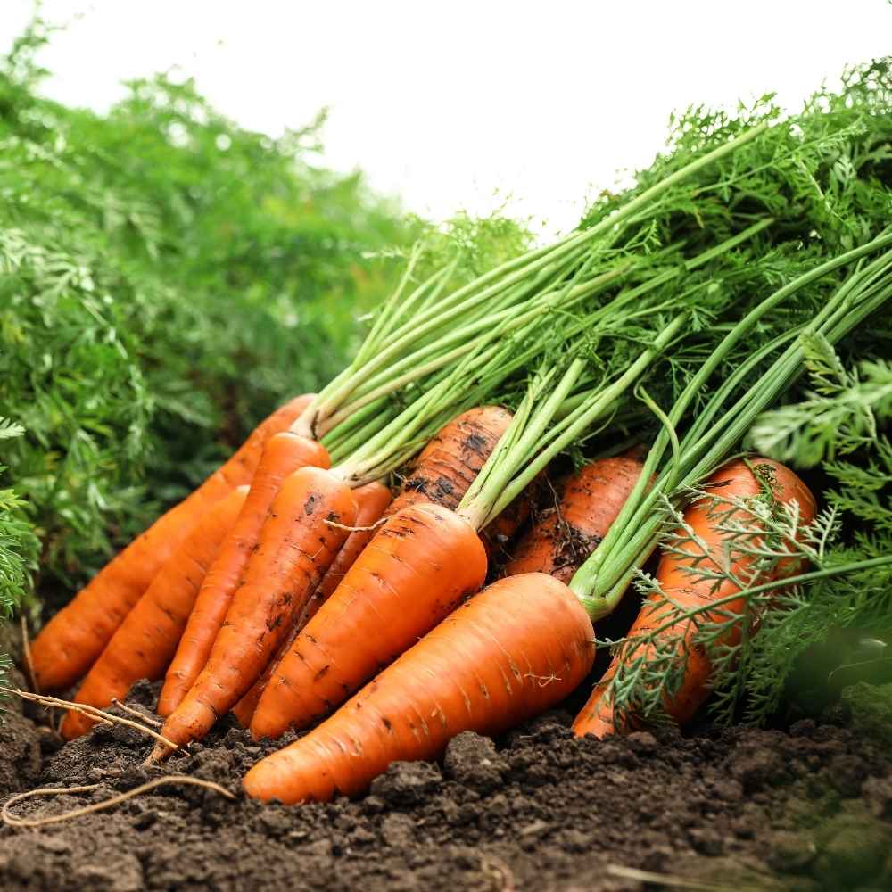 Carrot Orange Seeds - 1000 Seeds (Gajar/गाजर के बीज) - Image 3