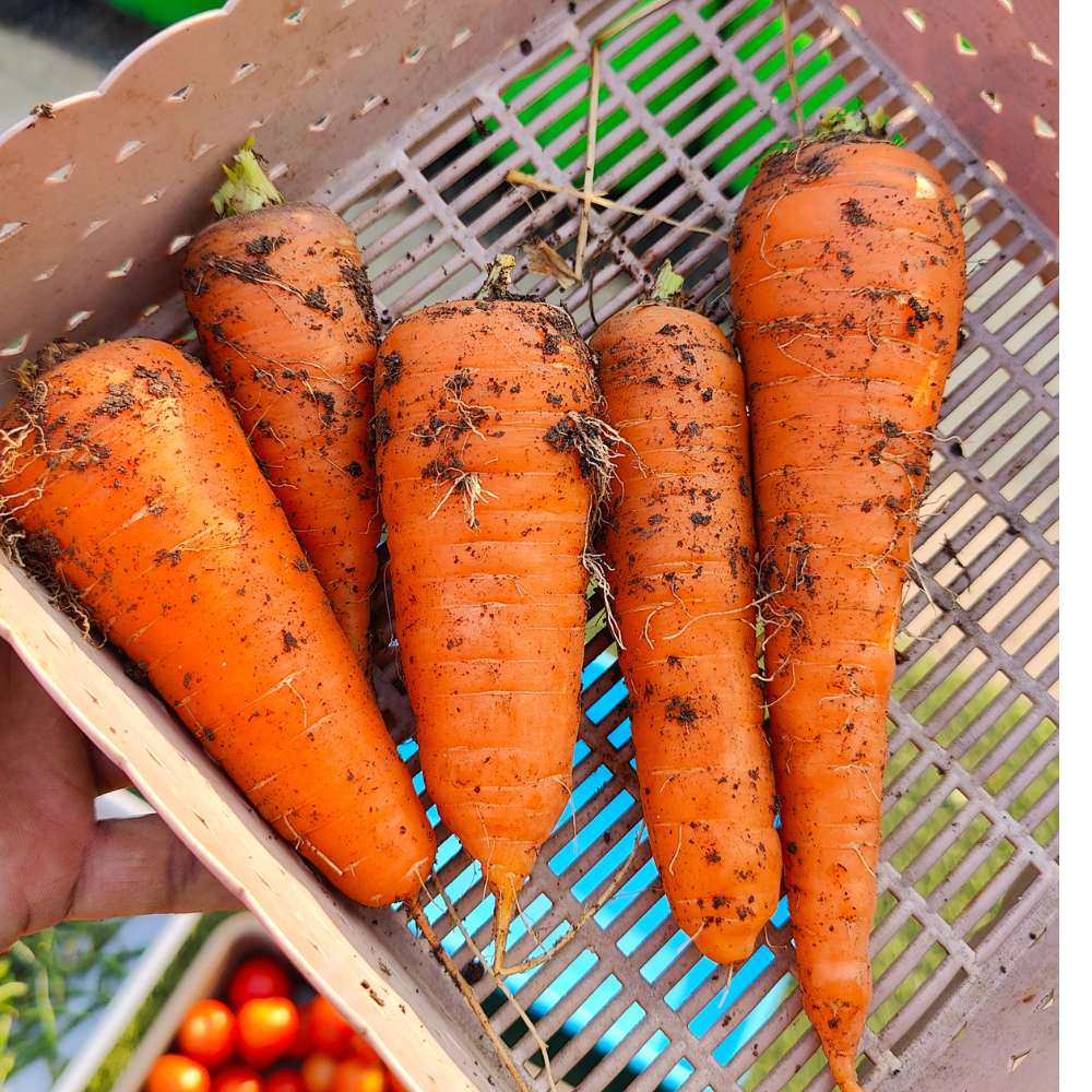 Carrot Orange Seeds - 1000 Seeds (Gajar/गाजर के बीज) - Image 4
