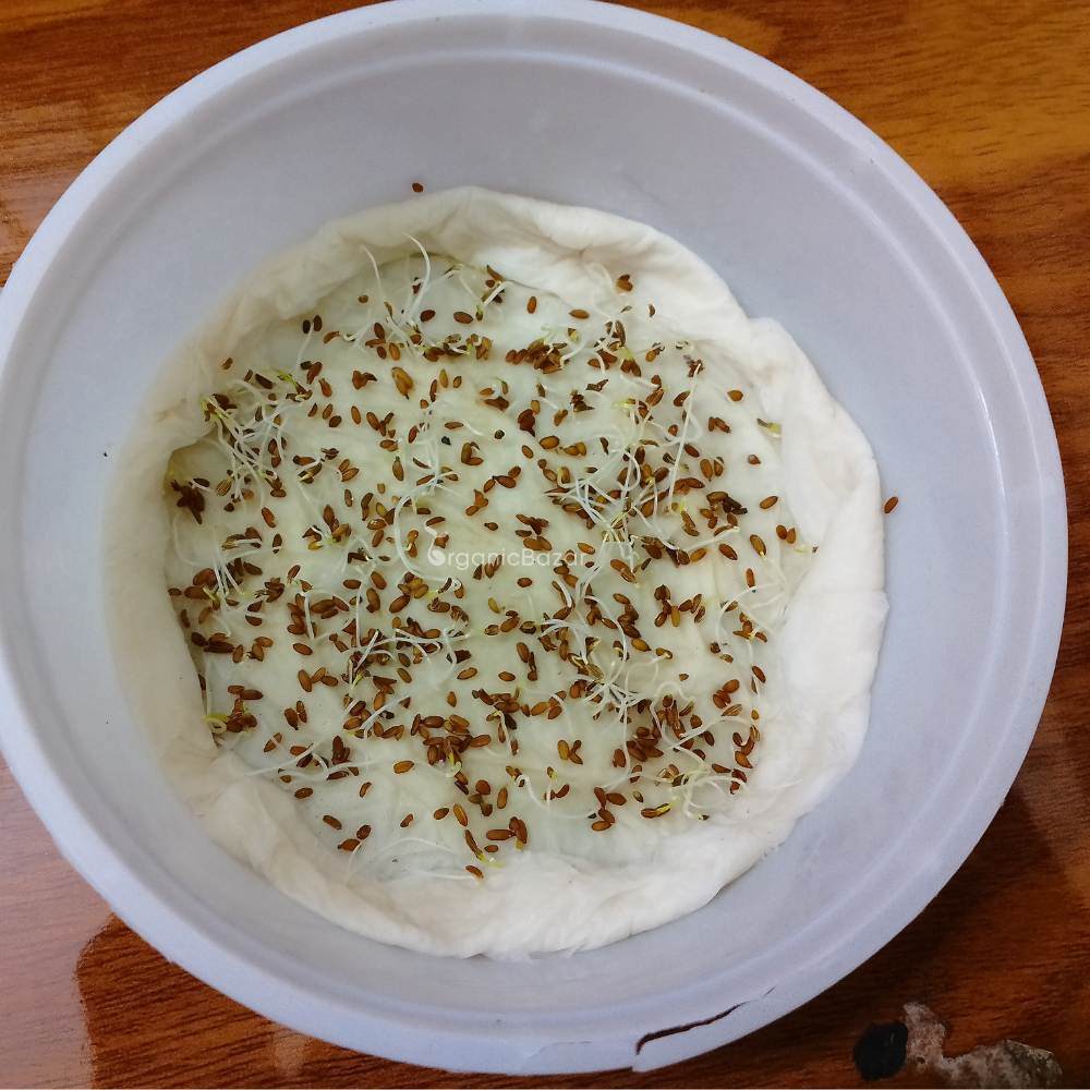Carrot Orange Seeds - 1000 Seeds (Gajar/गाजर के बीज) - Image 6