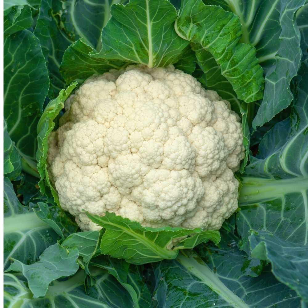Cauliflower Seeds - 150 Seeds (Phool Gobhi/फूलगोभी के बीज) High Germination /Easy to Grow/Ideal for Terrace/Kitchen Gardening - Image 3