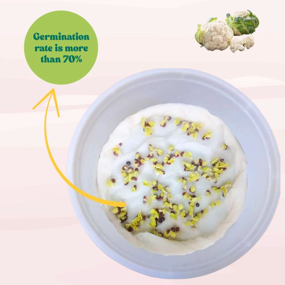 Cauliflower Seeds - 150 Seeds (Phool Gobhi/फूलगोभी के बीज) High Germination /Easy to Grow/Ideal for Terrace/Kitchen Gardening - Image 5