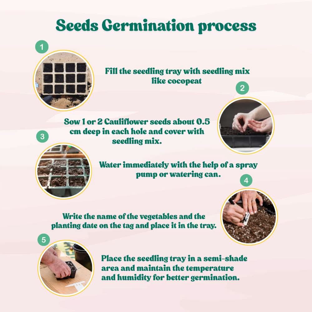 Cauliflower Seeds - 150 Seeds (Phool Gobhi/फूलगोभी के बीज) High Germination /Easy to Grow/Ideal for Terrace/Kitchen Gardening - Image 6