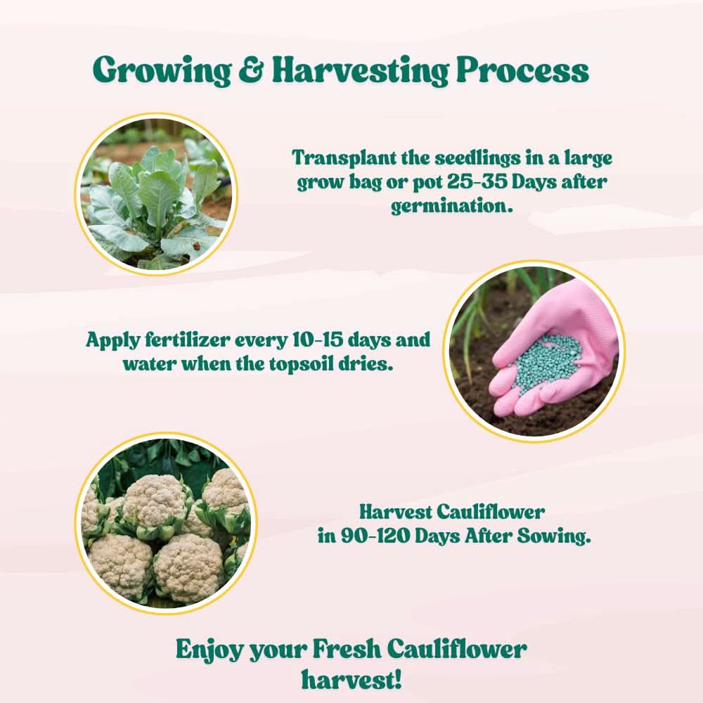 Cauliflower Seeds - 150 Seeds (Phool Gobhi/फूलगोभी के बीज) High Germination /Easy to Grow/Ideal for Terrace/Kitchen Gardening - Image 7