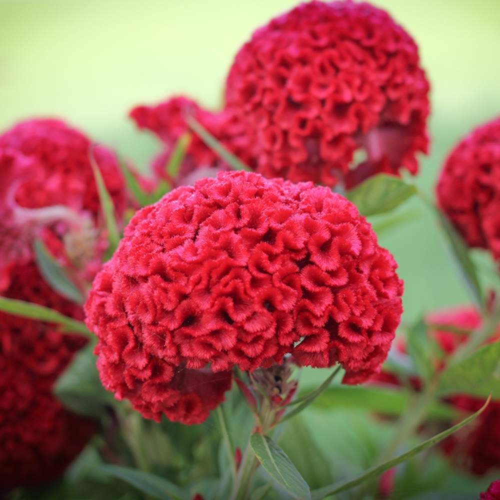Celosia Cockscomb Dwarf Mix Seeds (200 Seeds) - Image 4