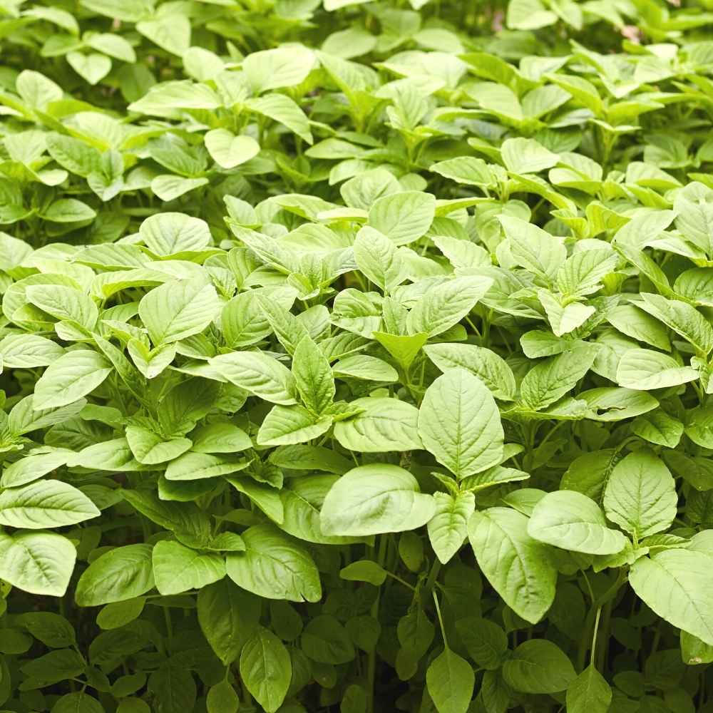 Chaulai Green Amaranth (Hari bhaji) Seeds - 5g (चौलाई भाजी के बीज) - Image 3