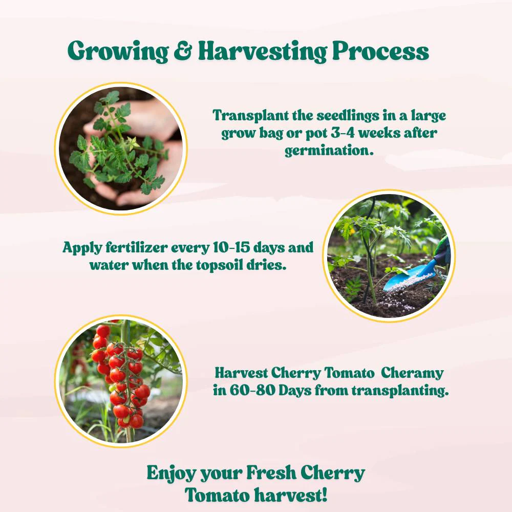 Cherry Tomato Cheramy Seeds - 30 Seeds (Cherry Tamatar/चेरी टमाटर के बीज) High Germination/ Easy to Grow/ Ideal for Terrace/Kitchen Gardening - Image 10