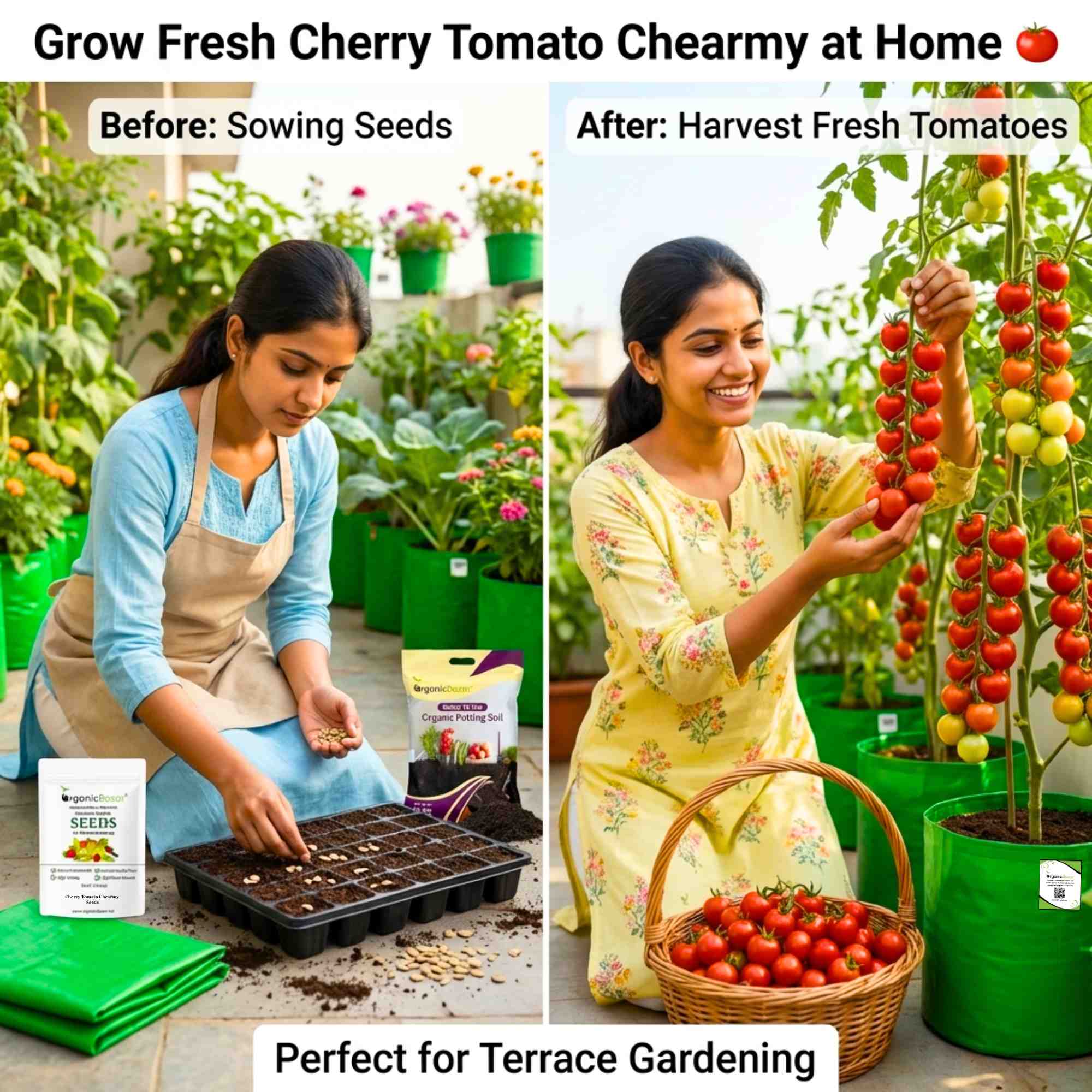 Cherry Tomato Cheramy Seeds - 30 Seeds (Cherry Tamatar/चेरी टमाटर के बीज) High Germination/ Easy to Grow/ Ideal for Terrace/Kitchen Gardening - Image 2