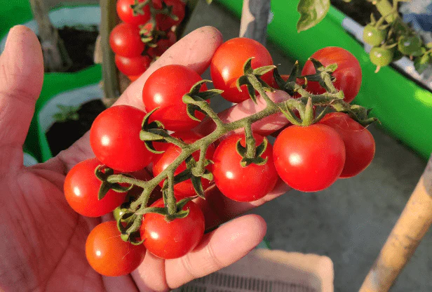 Cherry Tomato Cheramy Seeds - 30 Seeds (Cherry Tamatar/चेरी टमाटर के बीज) High Germination/ Easy to Grow/ Ideal for Terrace/Kitchen Gardening - Image 4
