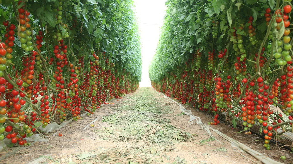 Cherry Tomato Cheramy Seeds - 30 Seeds (Cherry Tamatar/चेरी टमाटर के बीज) High Germination/ Easy to Grow/ Ideal for Terrace/Kitchen Gardening - Image 6