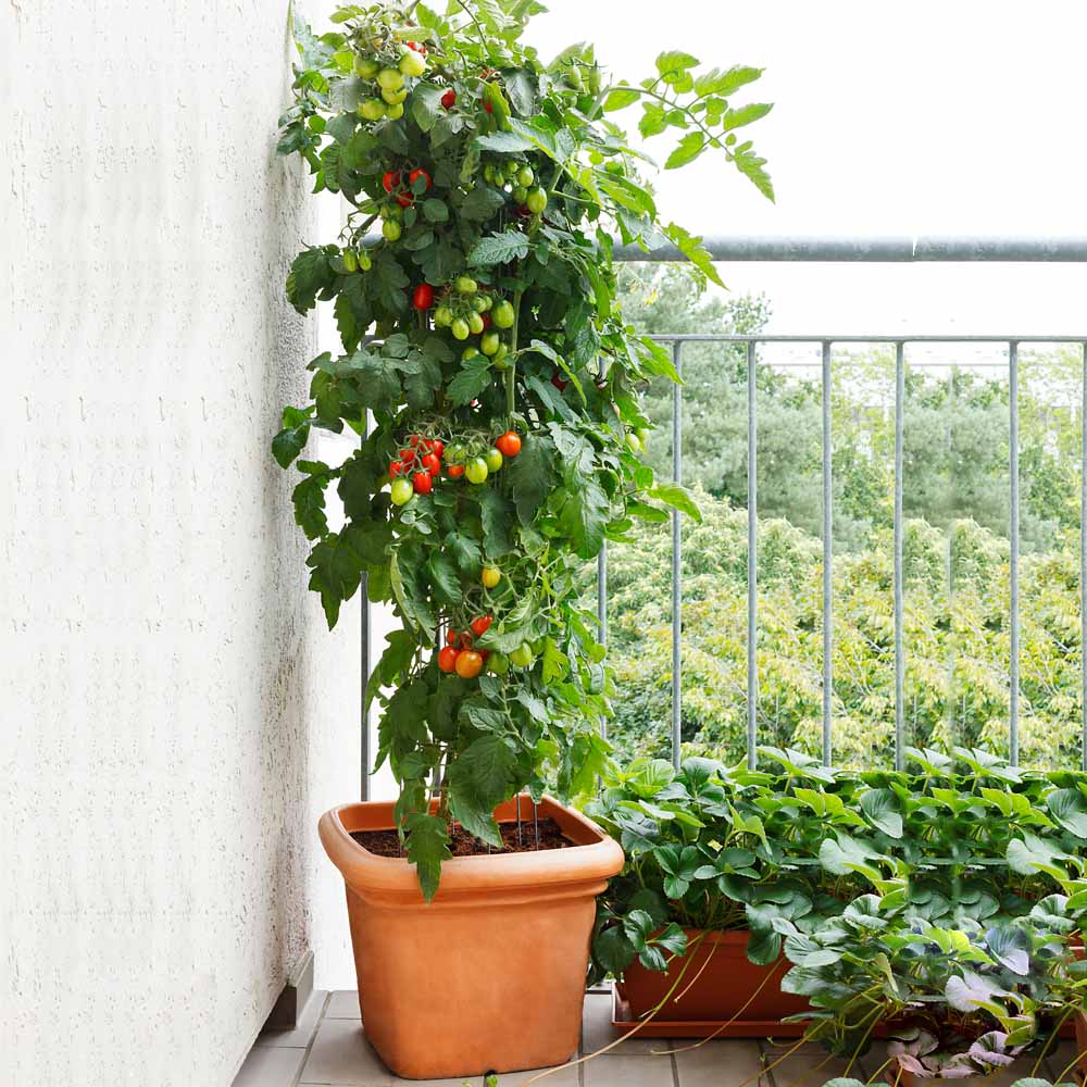 Cherry Tomato Seeds - 50 Seeds (Cherry Tamatar/चेरी टमाटर के बीज) High Germination, Juicy & Flavorful - Image 4
