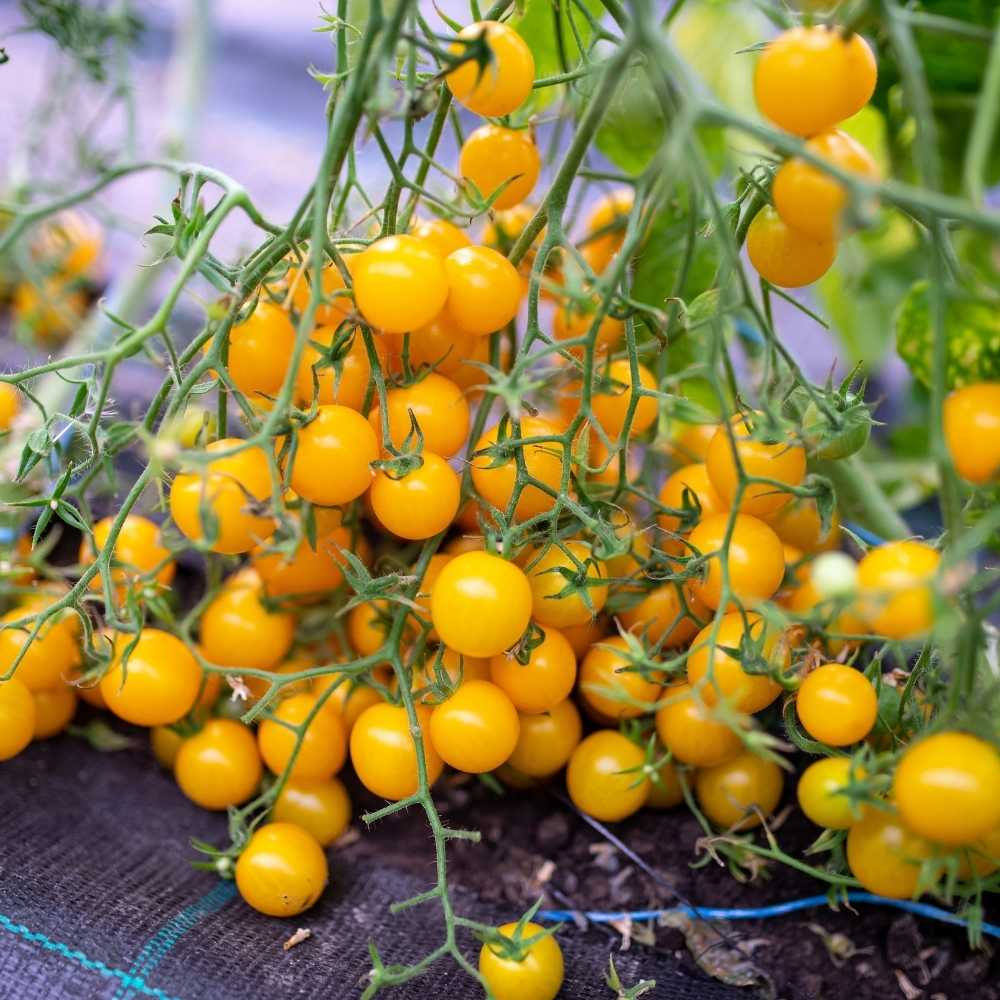 Cherry Tomato Yellow Seeds - 50 Seeds (Cherry Tamatar/चेरी टमाटर के बीज)  High Germination/ Easy to Grow/ Ideal for Terrace/Kitchen Gardening - Image 2