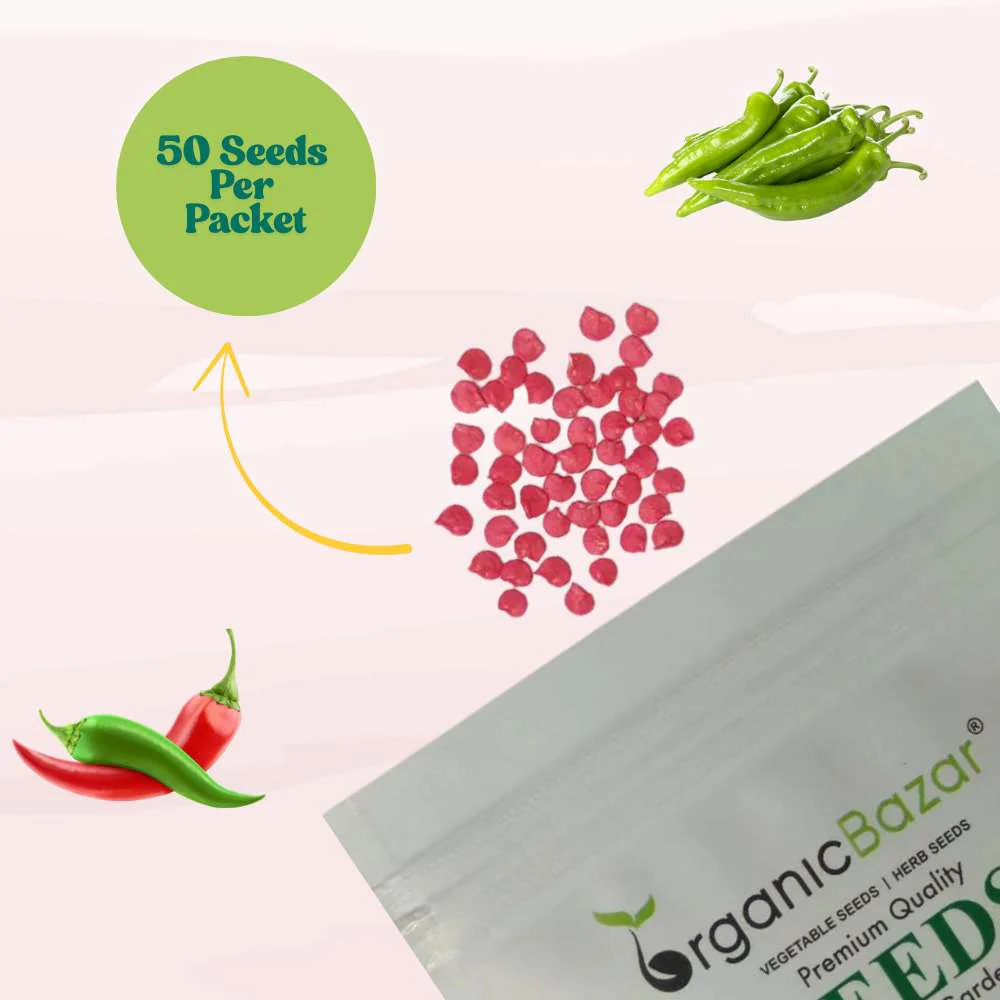 Chilli Achari Seeds - (50 Seeds) High Yield/ High Germination (Achari Mirch/ अचारी मिर्च के बीज) - Image 4