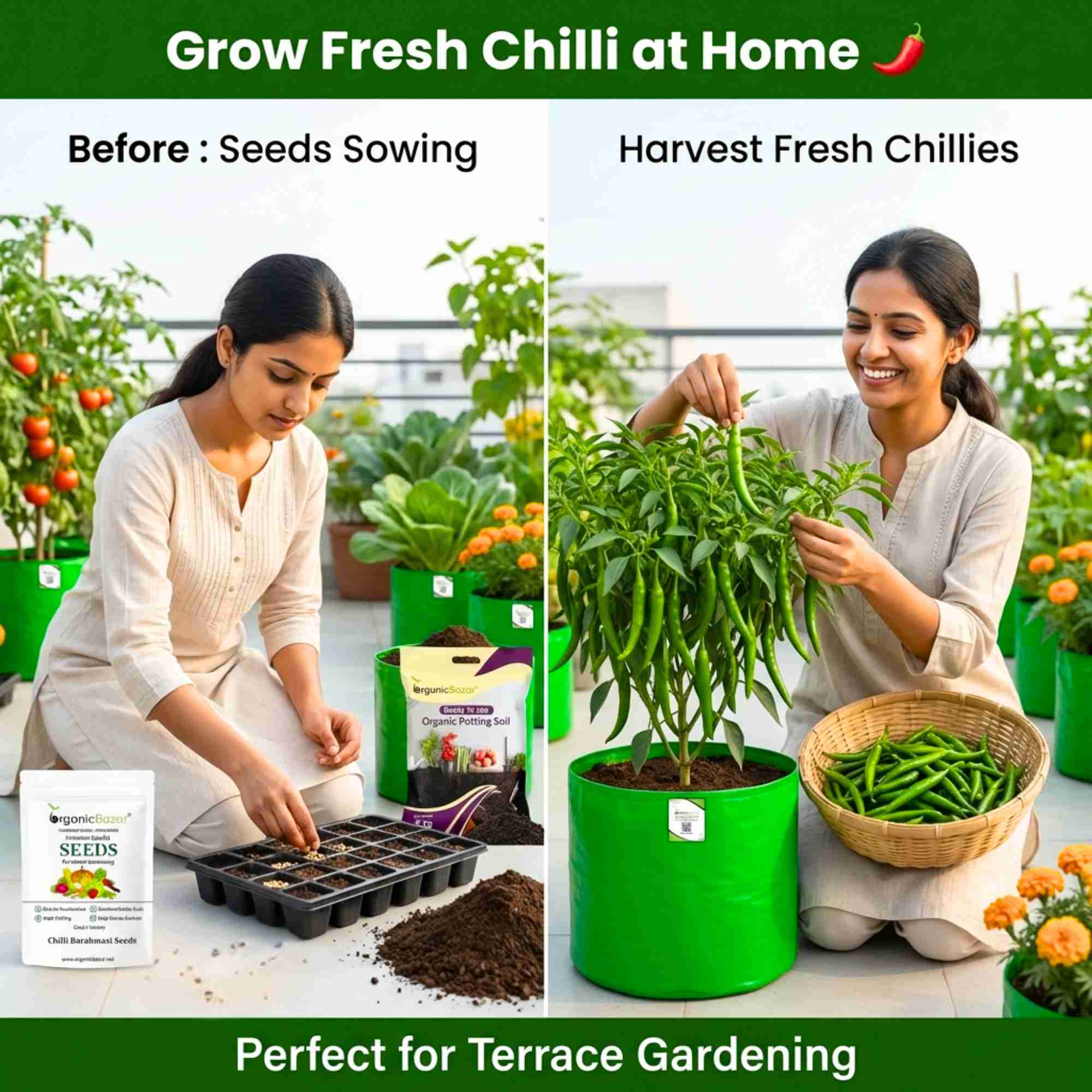 Chilli Barahmasi Seeds - (50 Seeds) High Yield | High Germination | Best for Home Gardens (मिर्च के बीज) (Mirch/ मिर्च के बीज) - Image 2