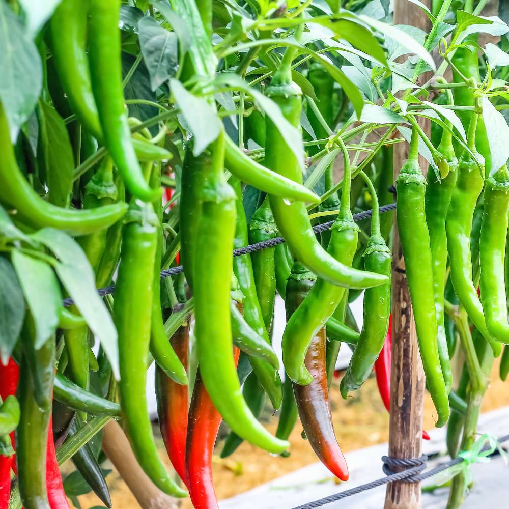 Chilli Barahmasi Seeds - (50 Seeds) High Yield | High Germination | Best for Home Gardens (मिर्च के बीज) (Mirch/ मिर्च के बीज) - Image 3