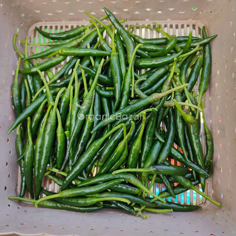 Chilli Dark Green (High Spicy) Seeds - (50 Seeds) High Yield | High Germination | Best for Home Gardens (मिर्च के बीज) - Image 3