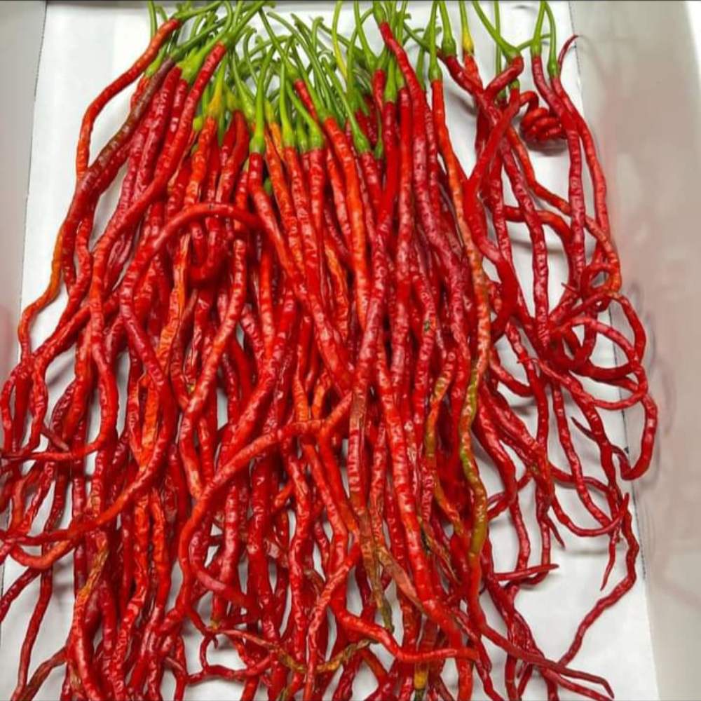 Chilli Extra Long Seeds (50 Seeds) High Yield | High Germination | Best for Home Gardens (मिर्च के बीज) - Image 2
