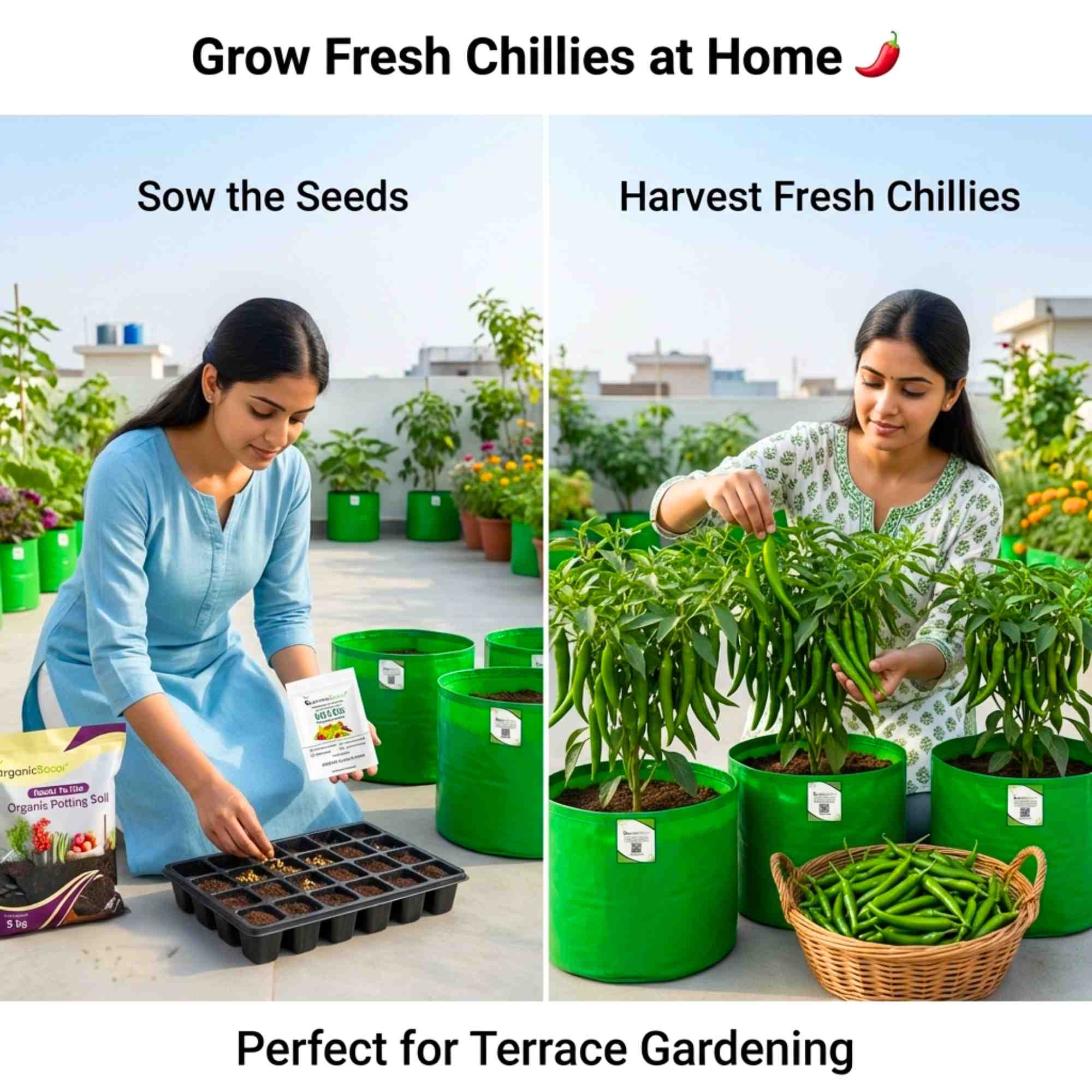 Chilli F-1 Hybrid Seeds (Mirch) Seeds - (50 Seeds) High Yield | High Germination | Best for Home Gardens (मिर्च के बीज) - Image 2