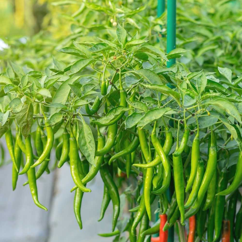 Chilli F-1 Hybrid Seeds (Mirch) Seeds - (50 Seeds) High Yield | High Germination | Best for Home Gardens (मिर्च के बीज) - Image 3