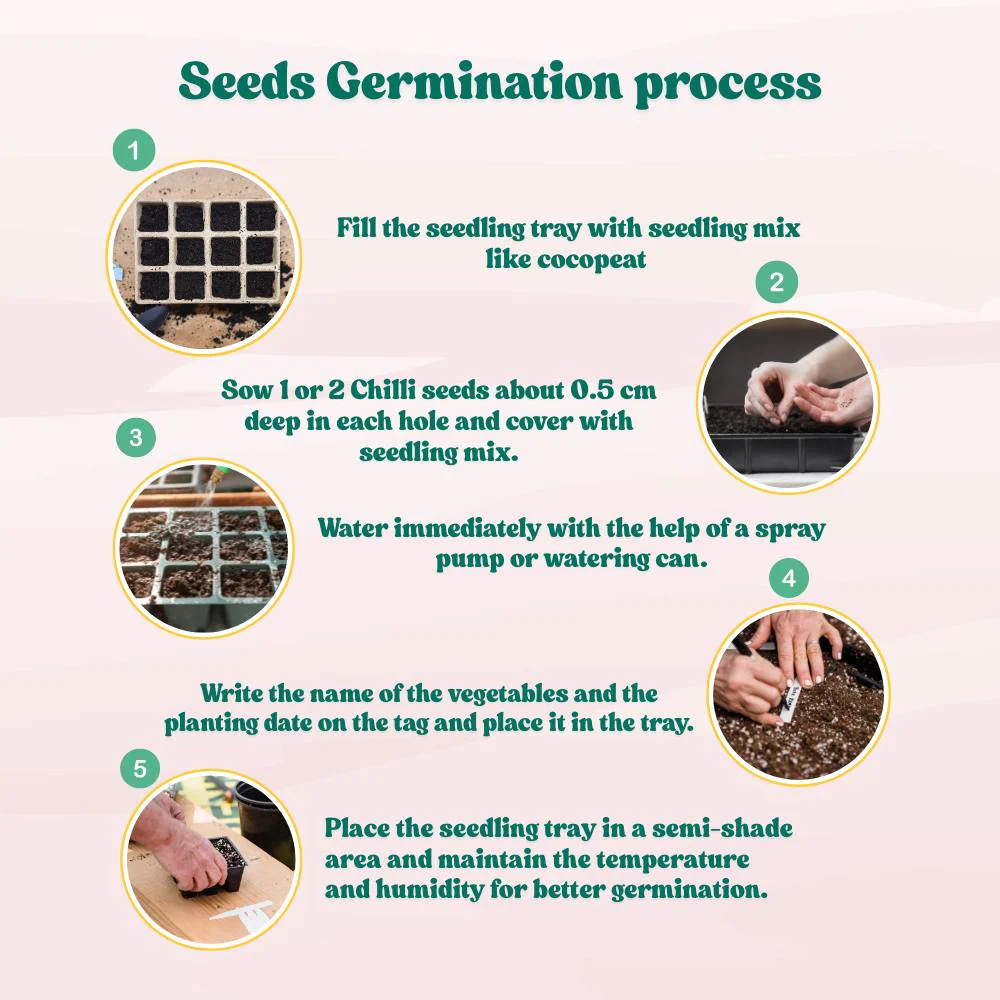 Chilli F-1 Hybrid Seeds (Mirch) Seeds - (50 Seeds) High Yield | High Germination | Best for Home Gardens (मिर्च के बीज) - Image 6