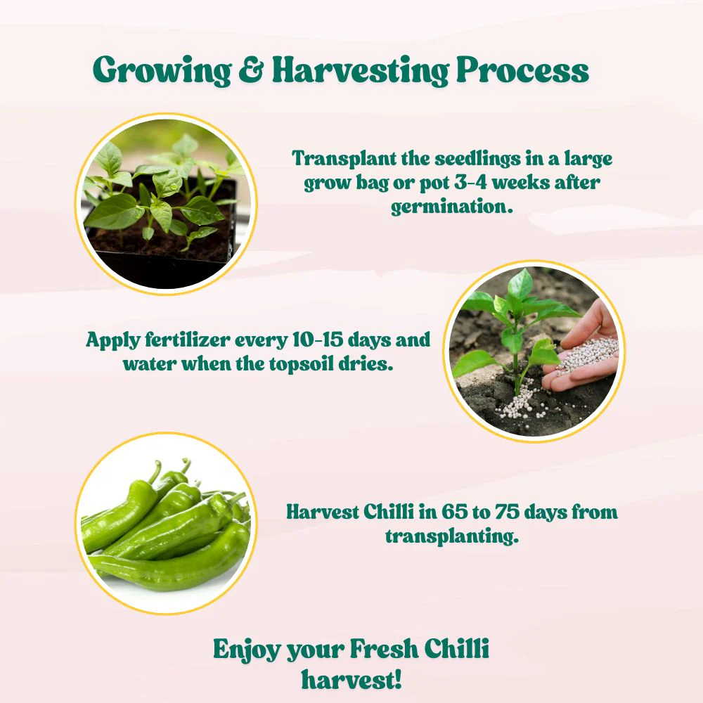 Chilli Green Thick And Long Seeds - (50 Seeds) High Yield | High Germination | Best for Home Gardens (मिर्च के बीज) - Image 6
