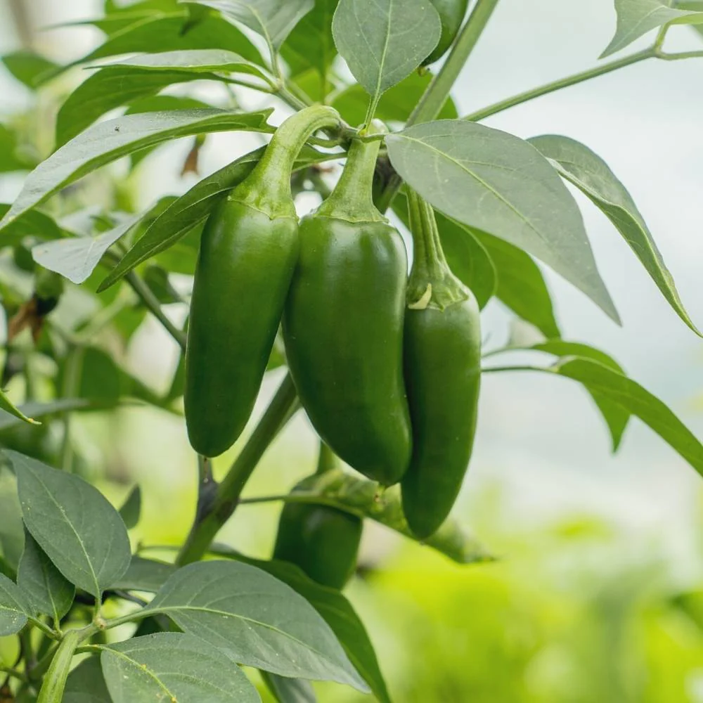 Chilli-Pepper Jalapeno M-Bullet Type Seeds - (50 Seeds) High Yield | High Germination | Best for Home Gardens (मिर्च के बीज) - Image 3