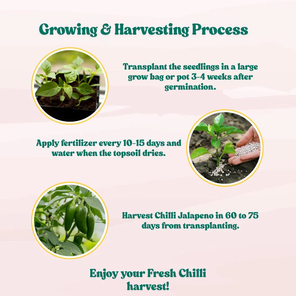 Chilli-Pepper Jalapeno M-Bullet Type Seeds - (50 Seeds) High Yield | High Germination | Best for Home Gardens (मिर्च के बीज) - Image 7