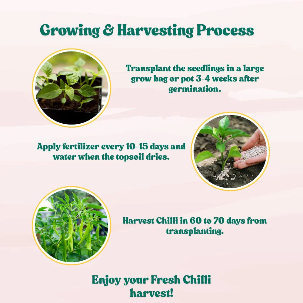 Chilli Jwala (Hari Mirch) Seeds - (50 Seeds) High Yield | High Germination | Best for Home Gardens (मिर्च के बीज) (हरी मिर्च के बीज) - Image 8