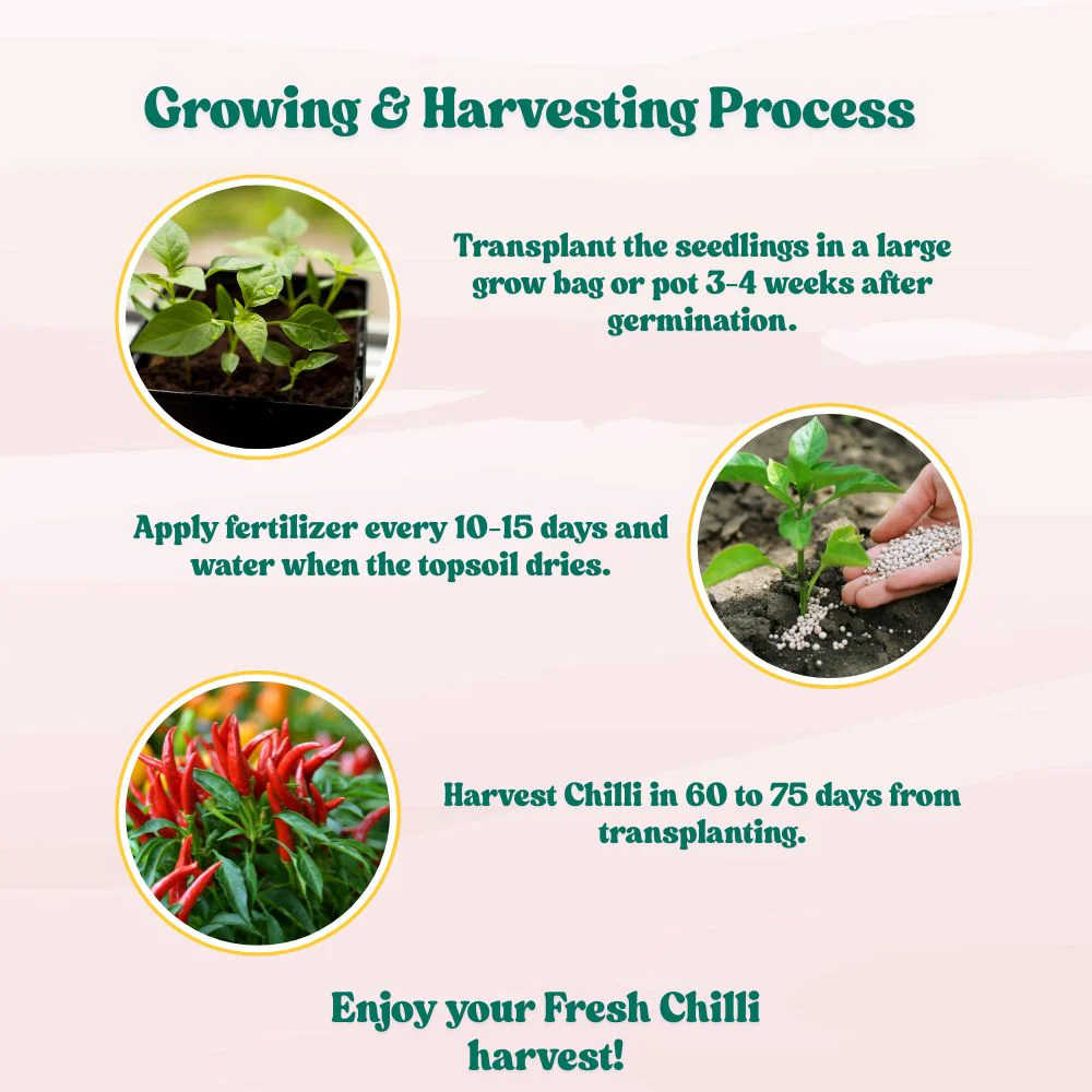 Chilli Surajmukhi Seeds - (50 Seeds) High Yield | High Germination | Best for Home Gardens (मिर्च के बीज) - Image 6