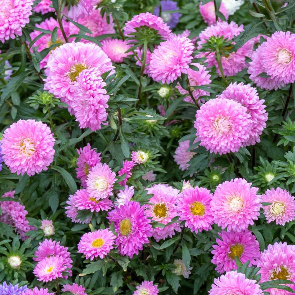 China Aster Pink Seeds (100 Seeds) High Germination/Easy To grow/ Perfect for pots, balconies, or Terrace gardens - Image 2