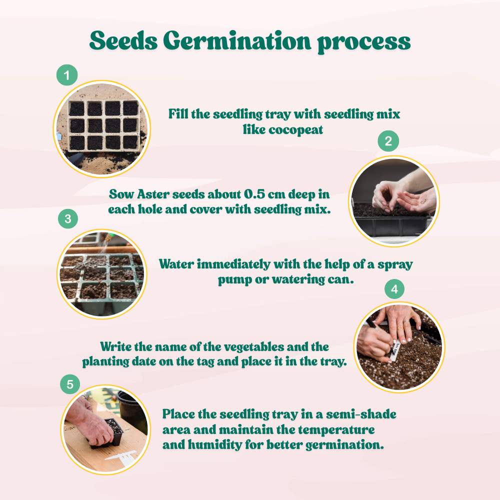 China Aster Pink Seeds (100 Seeds) High Germination/Easy To grow/ Perfect for pots, balconies, or Terrace gardens - Image 5