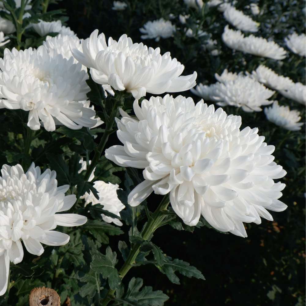 China Aster White Seeds (100 Seeds) High Germination/ Easy To grow/ Perfect for pots, balconies, or Terrace gardens - Image 3